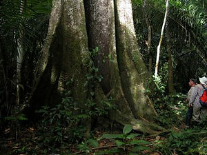 arbres en amazonie