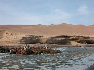 oiseaux sur les iles de paracas